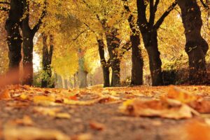 Killington Fall Journey